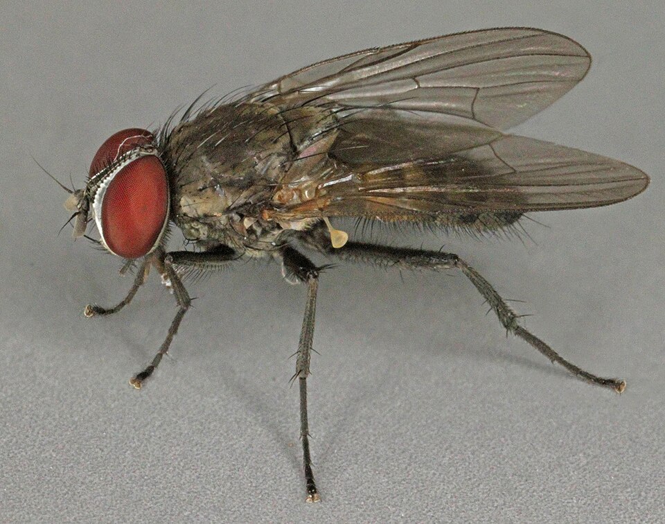 Photo of Lesser house fly