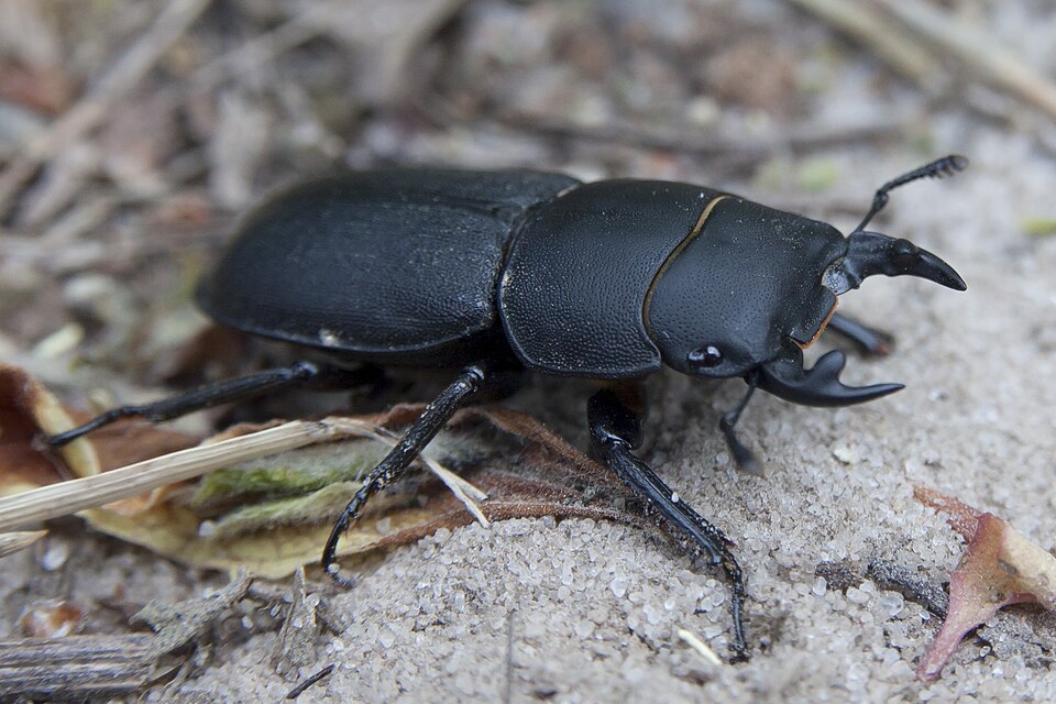 Photo of Lesser stag beetle