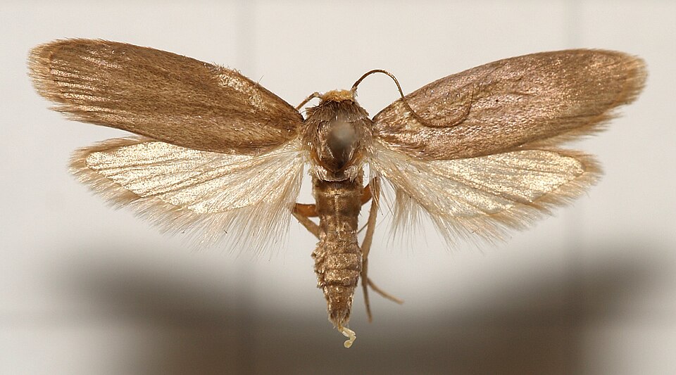 Photo of Lesser wax moth
