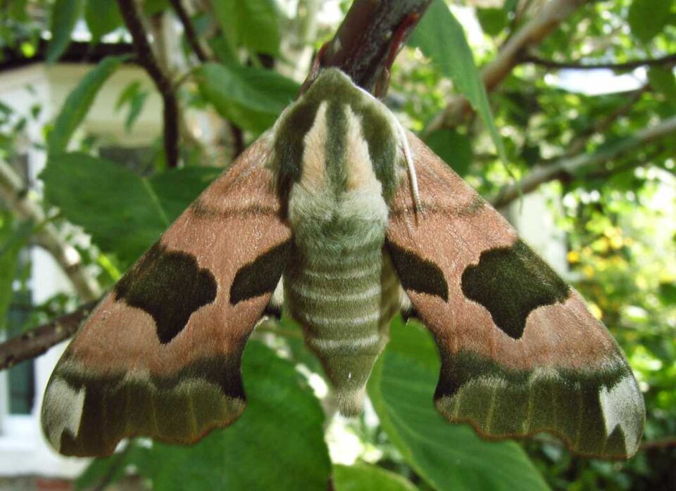 Photo of Lime hawk-moth