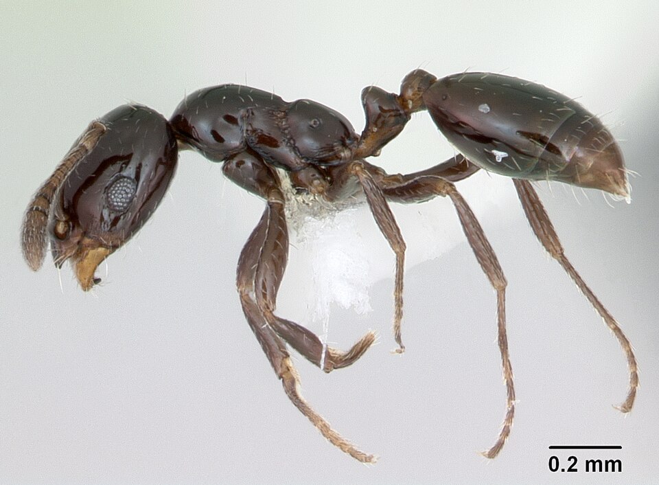 Photo of Little black ant