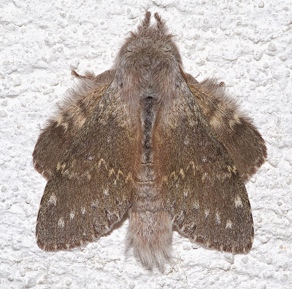 Photo of Lobster moth