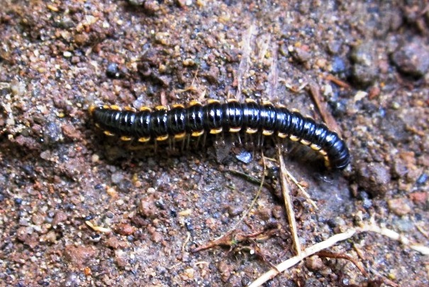 Photo of Long-flange millipede