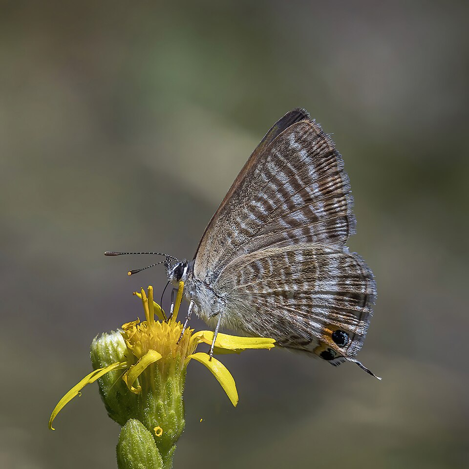 Photo of Long-tailed blue