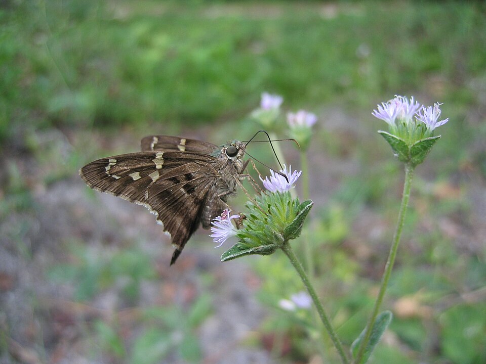 Photo of Long-tailed skipper