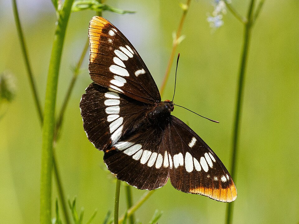 Photo of Lorquin's admiral