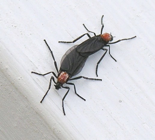 Photo of Lovebug