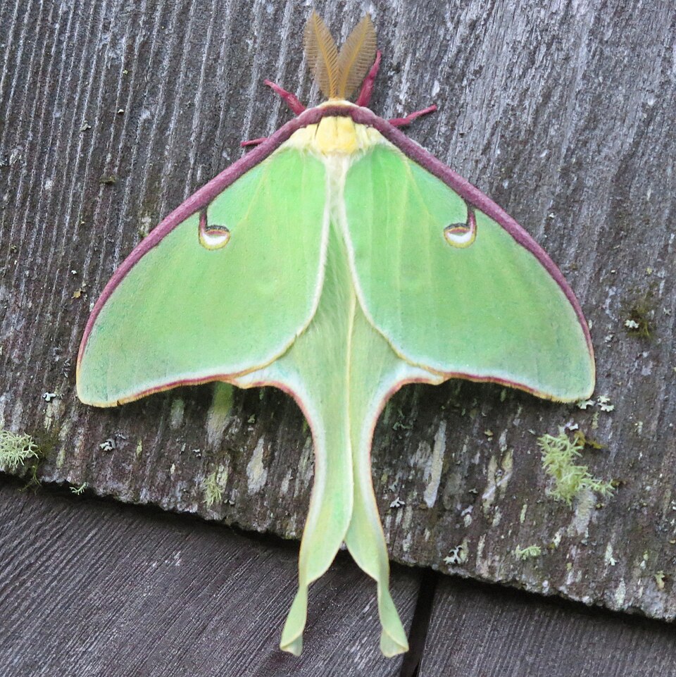 Photo of Luna moth