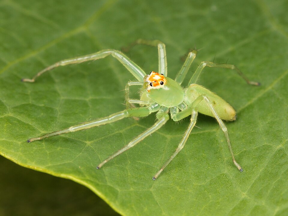 Photo of Magnolia green jumper