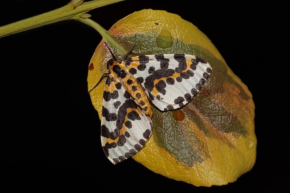 Photo of Magpie moth