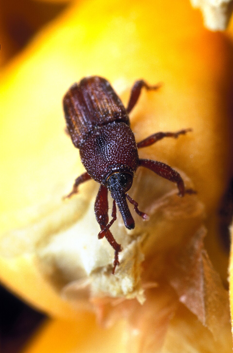 Photo of Maize weevil