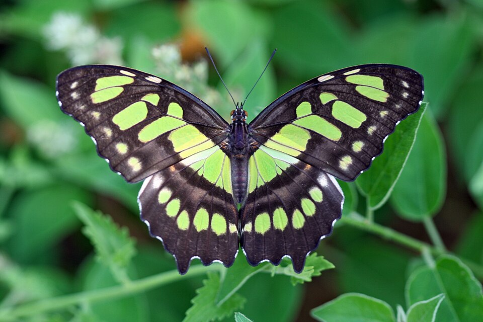 Photo of Malachite butterfly