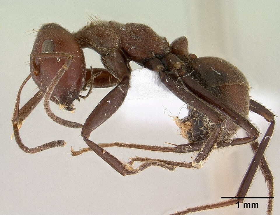Photo of Malaysian exploding ant