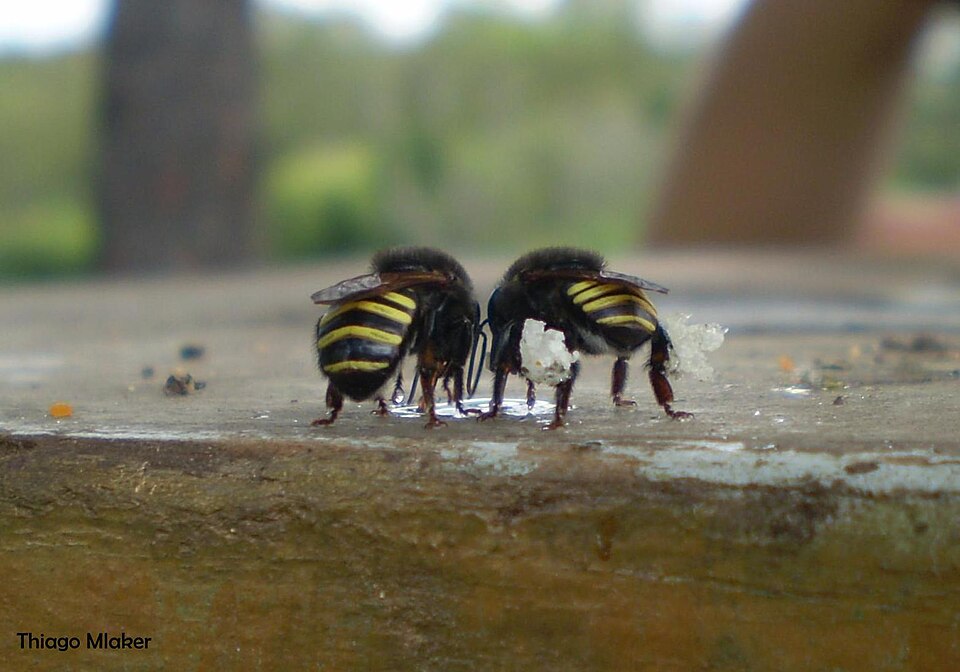 Photo of Mandaçaia bee