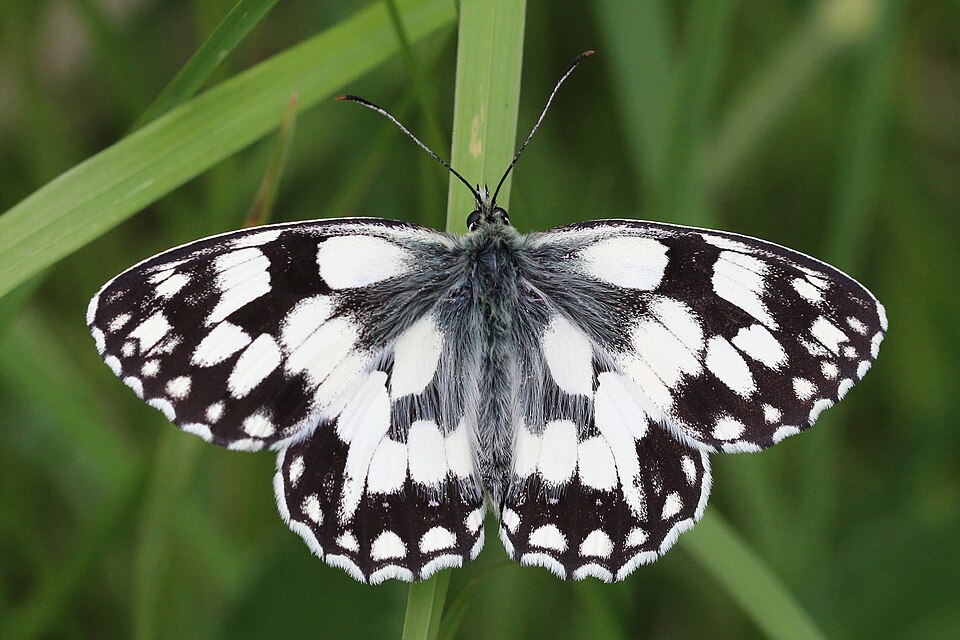 Photo of Valgesilmik