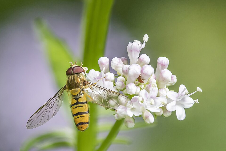 Photo of Marmalade hoverfly