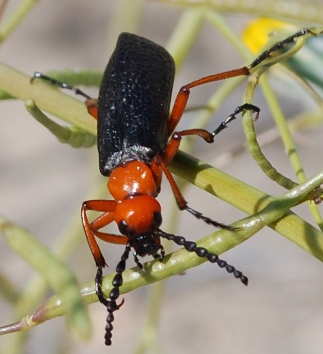 Photo of Master blister beetle