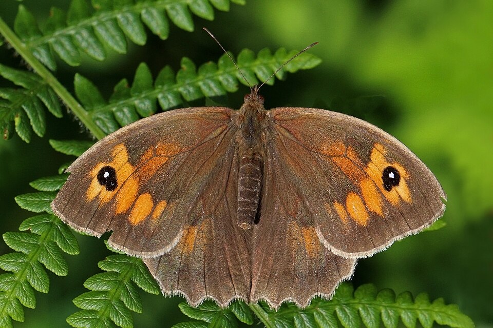 Photo of Meadow brown
