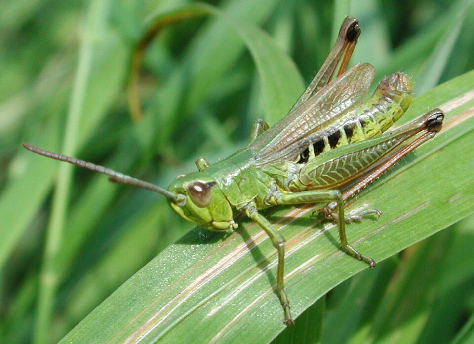 Photo of Meadow grasshopper