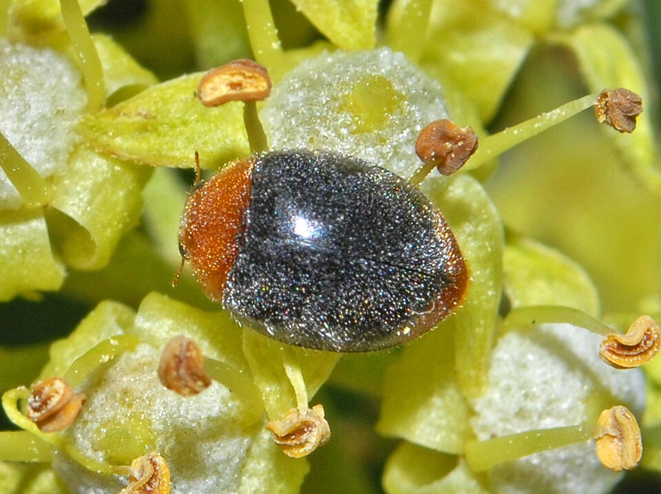 Photo of Mealybug destroyer