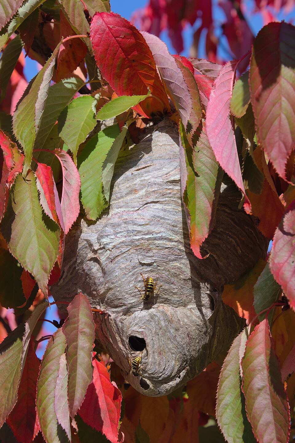 Photo of Median wasp
