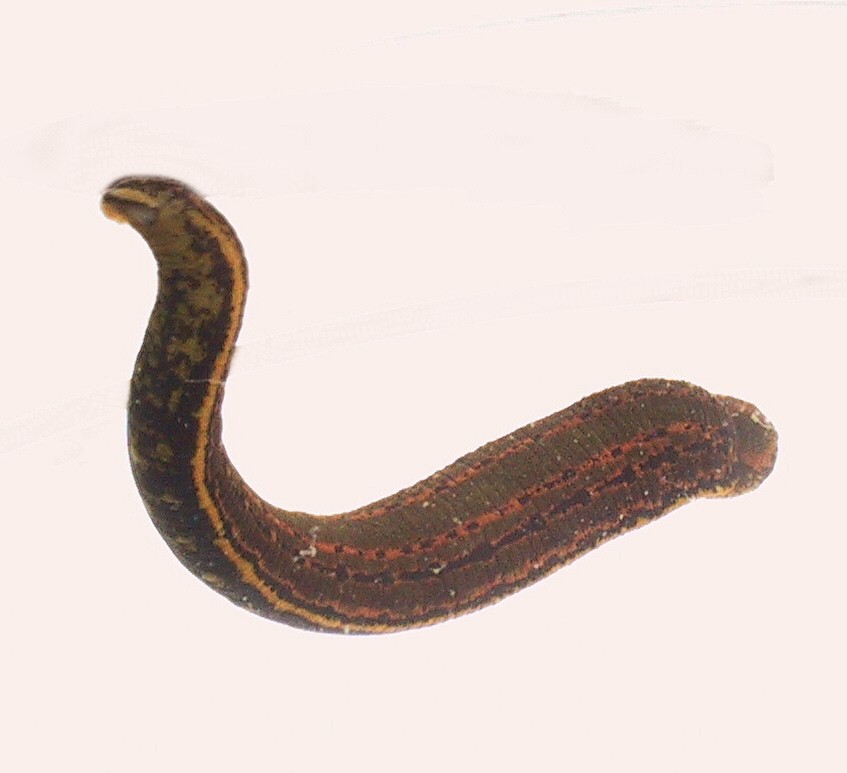 Photo of Medicinal leech