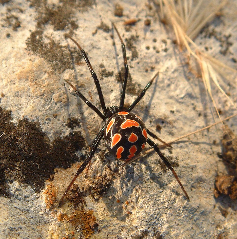Photo of Mediterranean black widow