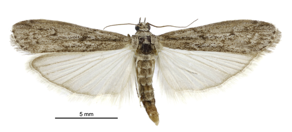 Photo of Mediterranean flour moth
