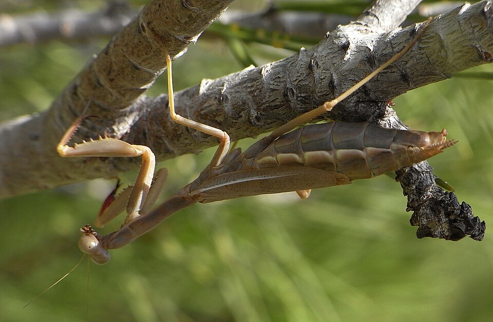 Photo of Mediterranean mantis