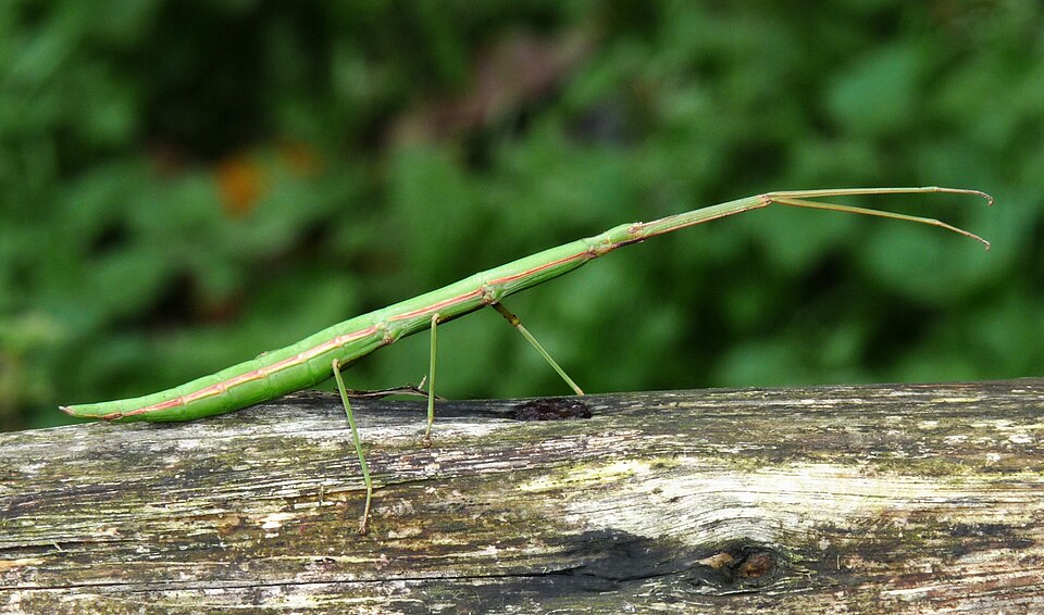 Photo of Mediterranean stick insect