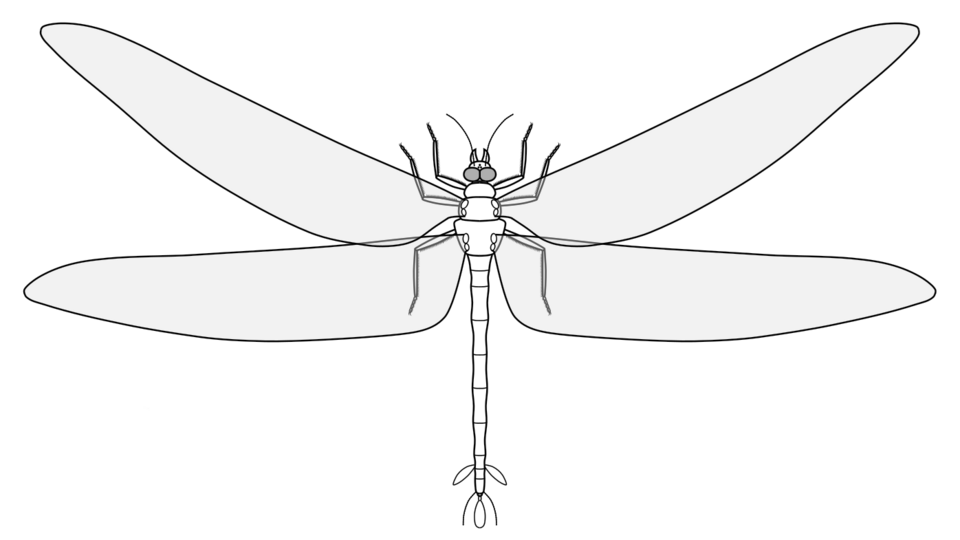 Photo of Meganeuropsis