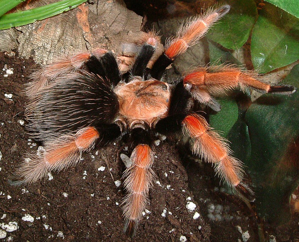 Photo of Mexican fireleg tarantula