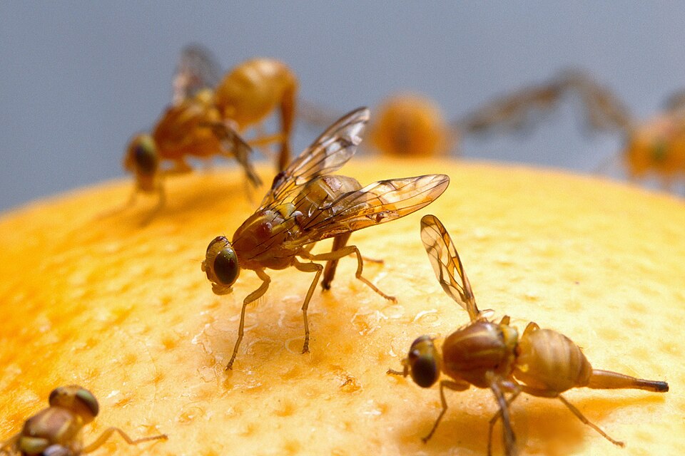 Photo of Mexican fruit fly