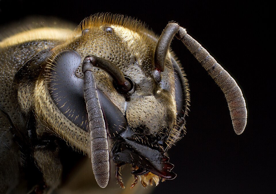 Photo of Mexican honey wasp