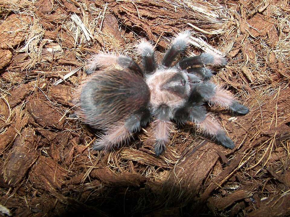Photo of Mexican redleg tarantula