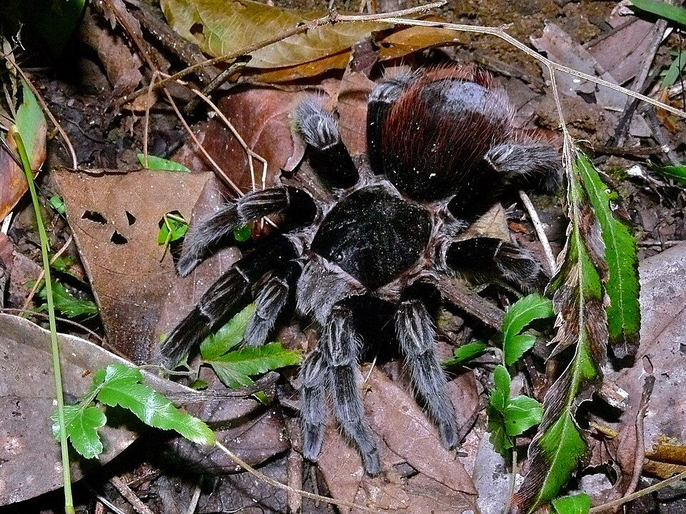 Photo of Mexican redrump tarantula