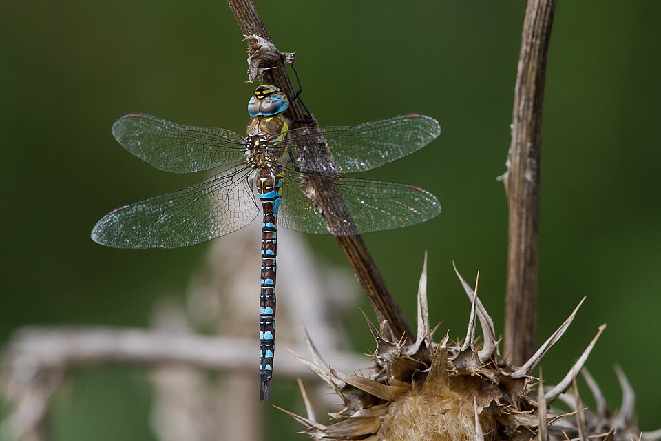 Photo of Migrant hawker
