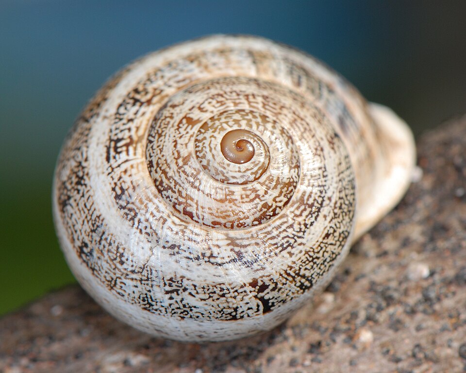 Photo of Milk snail
