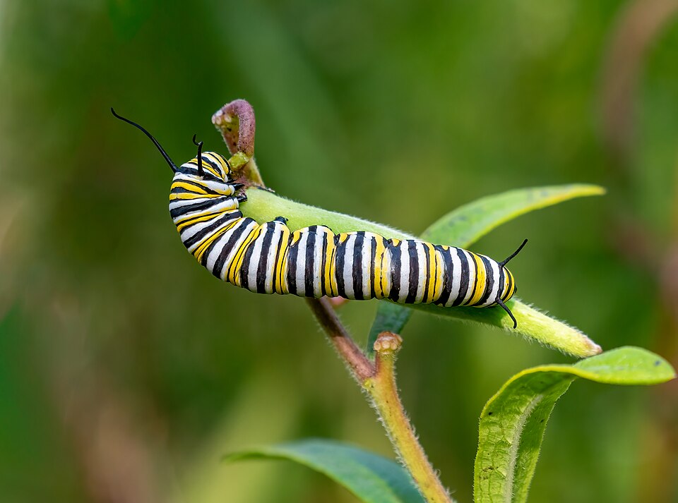 Photo of Monarch butterfly