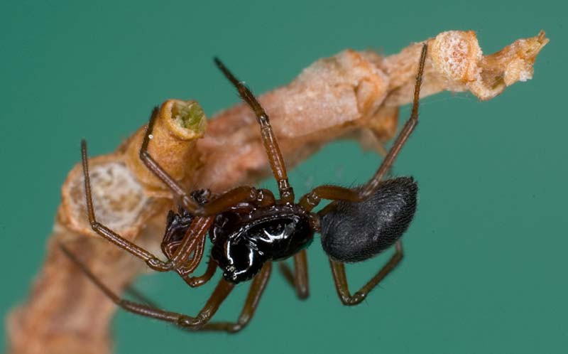 Photo of Money spider
