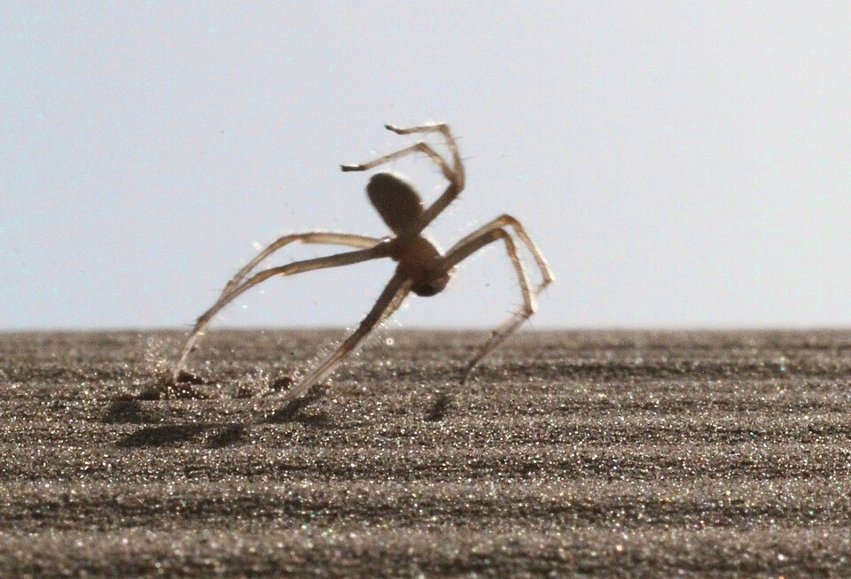 Photo of Moroccan flic-flac spider
