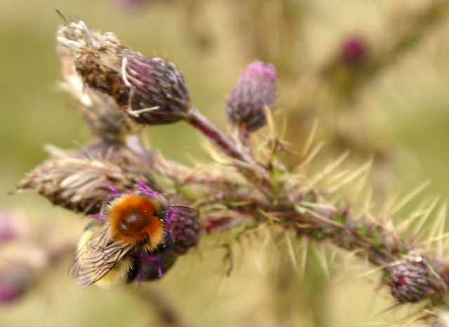 Photo of Moss carder bee