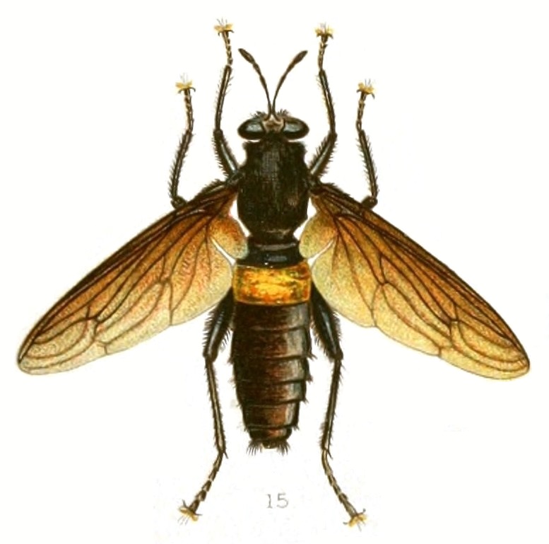 Photo of Mydas fly