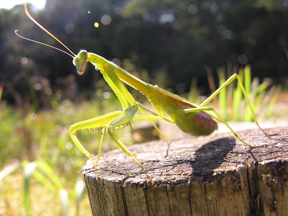 Photo of Narrow-winged mantis