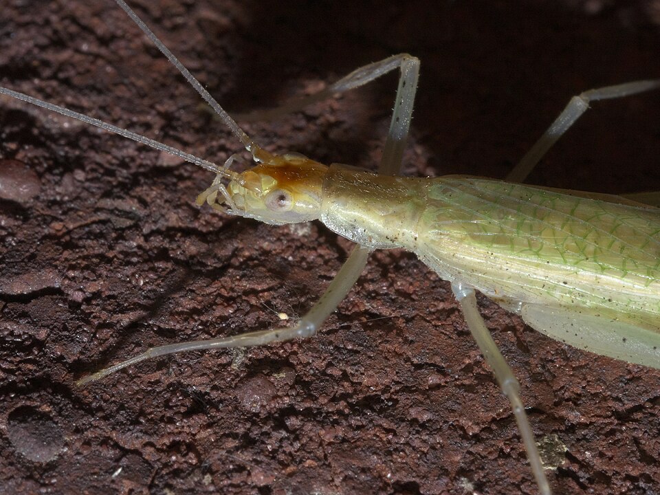 Photo of Narrow-winged tree cricket