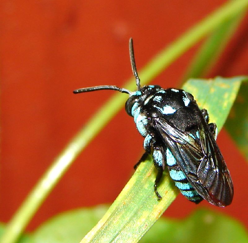Photo of Neon cuckoo bee