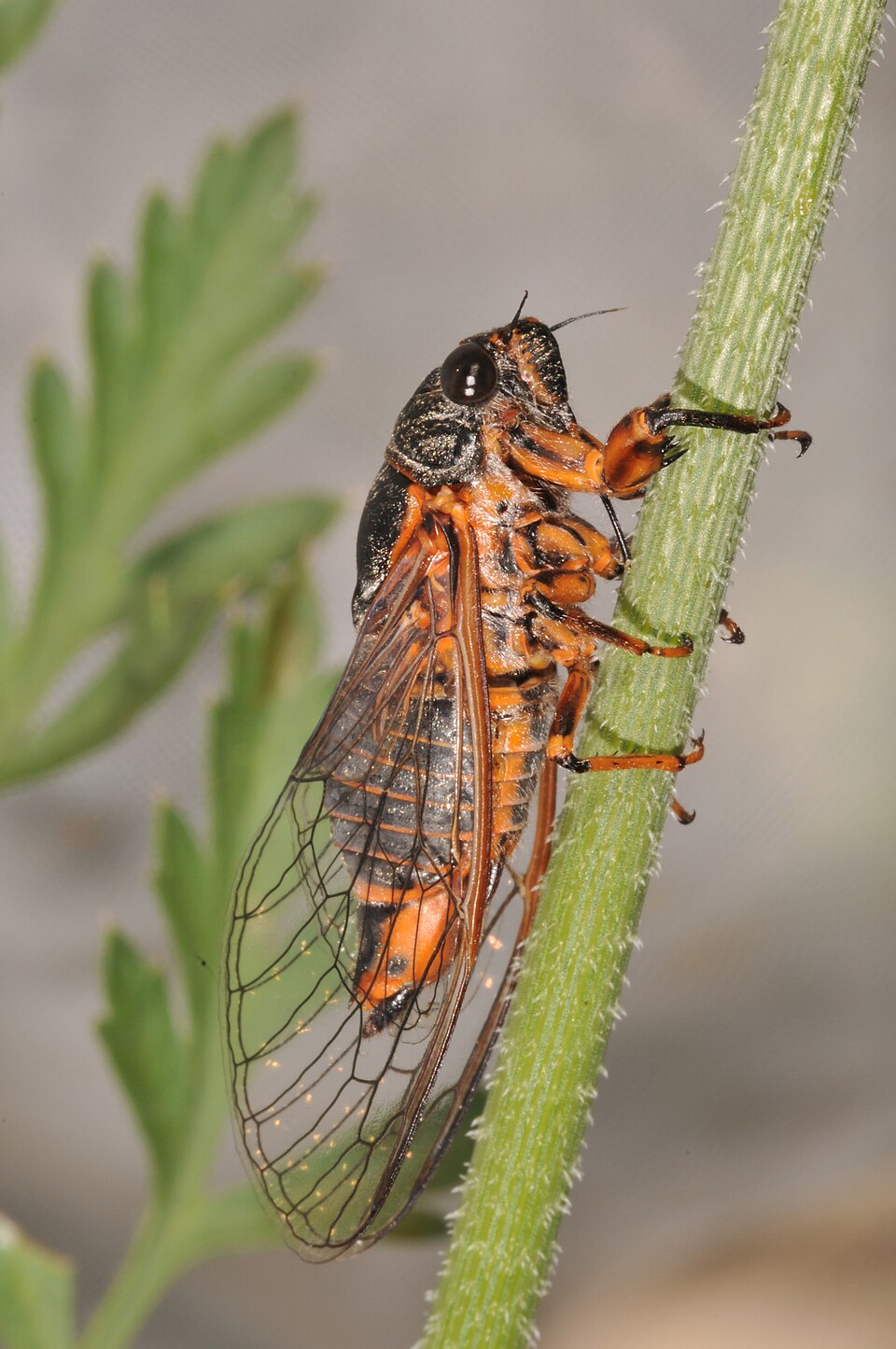 Photo of New Forest cicada