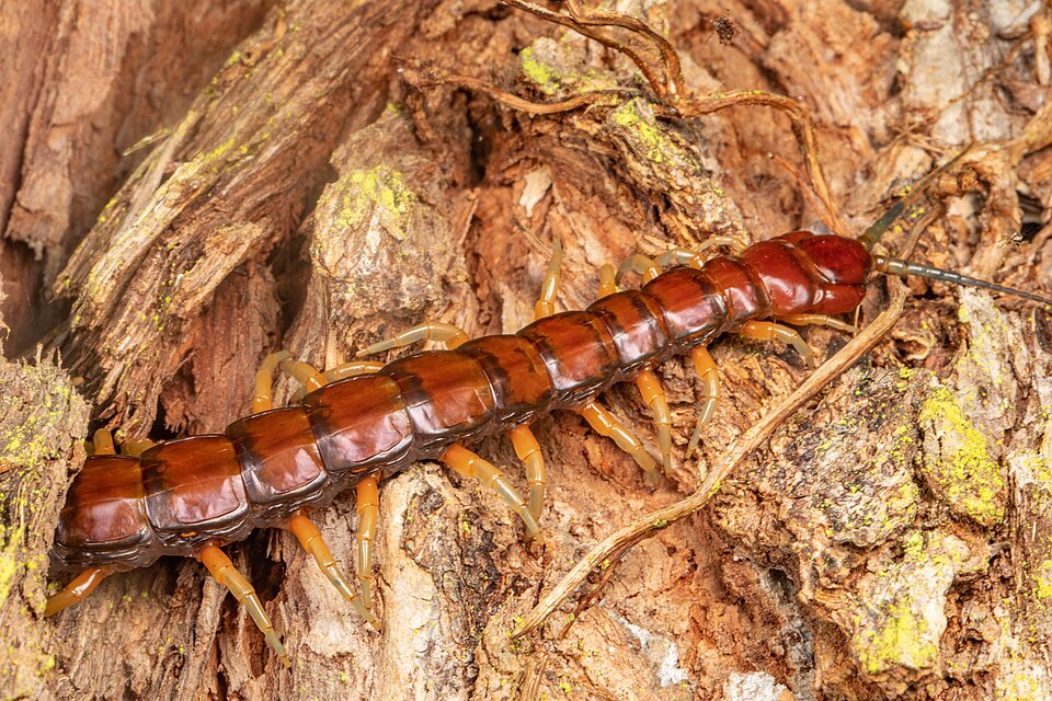 Photo of New Zealand giant centipede