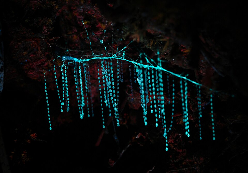Photo of New Zealand glowworm
