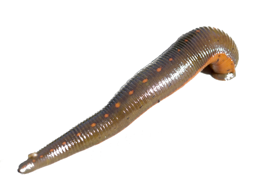 Photo of North American medicinal leech